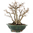 Acer buergerianum, 22 cm, ± 30 años