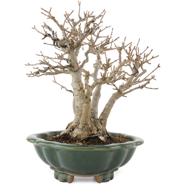 Acer buergerianum, 22 cm, ± 30 years old