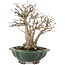 Acer buergerianum, 22 cm, ± 30 años