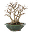 Acer buergerianum, 22 cm, ± 30 años