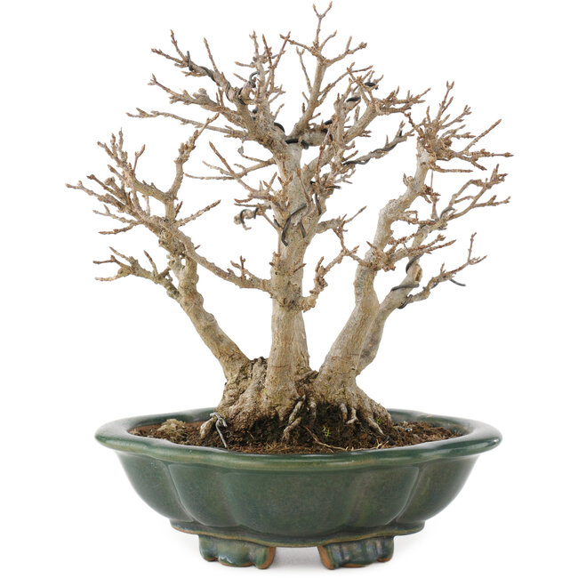 Acer buergerianum, 22 cm, ± 30 años