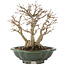 Acer buergerianum, 22 cm, ± 30 años