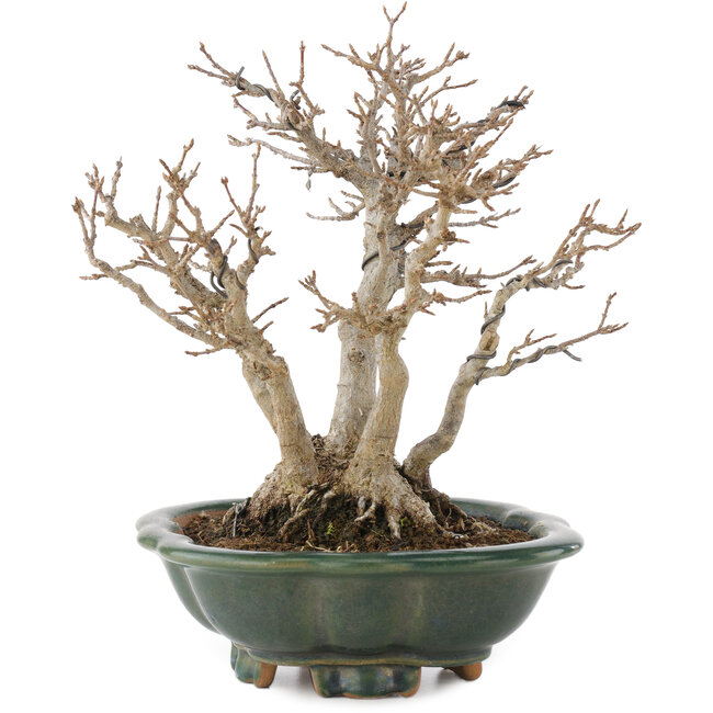 Acer buergerianum, 22 cm, ± 30 anni