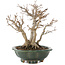 Acer buergerianum, 22 cm, ± 30 años