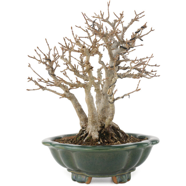 Acer buergerianum, 22 cm, ± 30 años