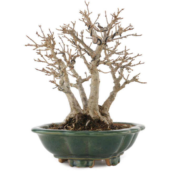 Acer buergerianum, 22 cm, ± 30 años