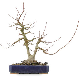 Acer buergerianum, 30,5 cm, ± 20 anni