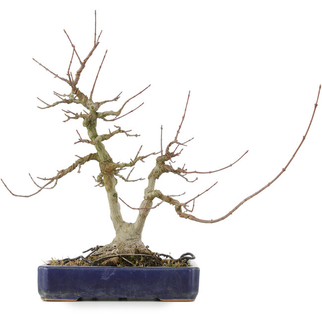 Acer buergerianum, 30,5 cm, ± 20 years old, with a nebari of 9 cm