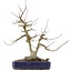 Acer buergerianum, 30,5 cm, ± 20 anni, con un nebari di 9 cm