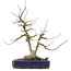 Acer buergerianum, 30,5 cm, ± 20 Jahre alt, mit einer Nebari von 9 cm