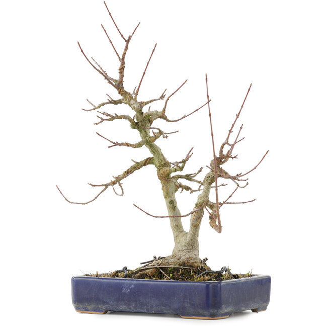 Acer buergerianum, 30,5 cm, ± 20 ans, avec un nebari de 9 cm