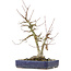 Acer buergerianum, 30,5 cm, ± 20 anni, con un nebari di 9 cm