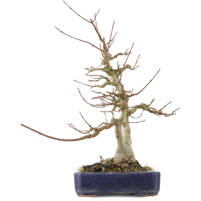 Acer buergerianum, 30,5 cm, ± 20 ans, avec un nebari de 9 cm