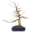 Acer buergerianum, 30,5 cm, ± 20 years old, with a nebari of 9 cm