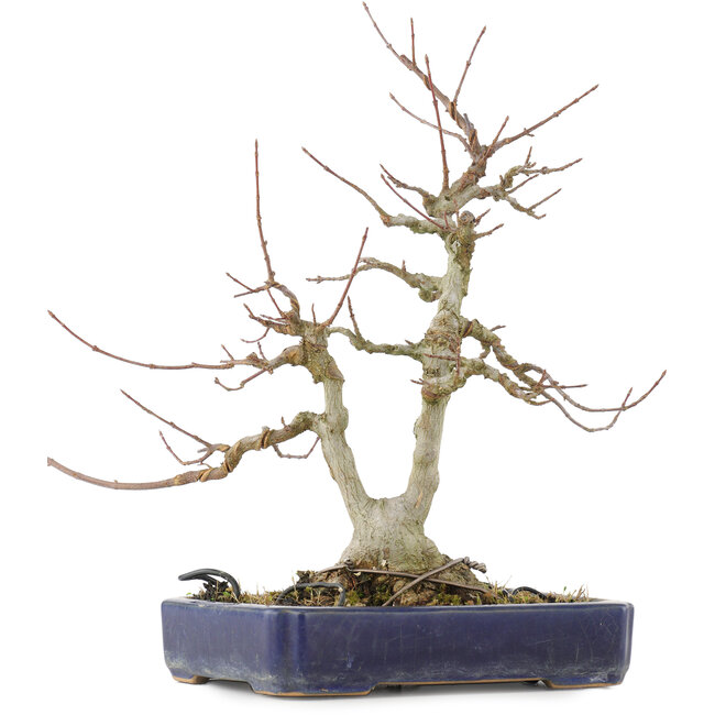 Acer buergerianum, 30,5 cm, ± 20 years old, with a nebari of 9 cm