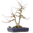 Acer buergerianum, 30,5 cm, ± 20 Jahre alt, mit einer Nebari von 9 cm