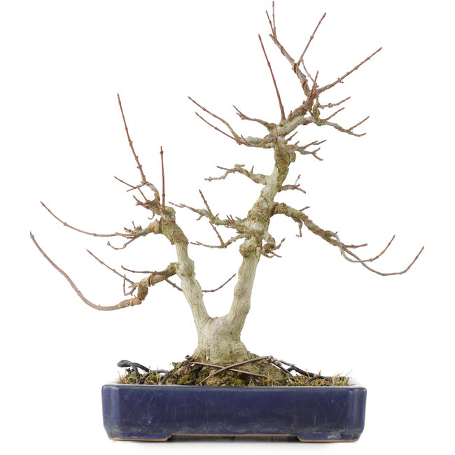 Acer buergerianum, 30,5 cm, ± 20 años, con un nebari de 9 cm