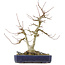 Acer buergerianum, 30,5 cm, ± 20 jaar oud, met een nebari van 9 cm