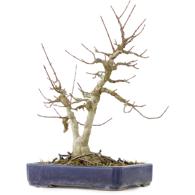 Acer buergerianum, 30,5 cm, ± 20 jaar oud, met een nebari van 9 cm