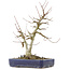 Acer buergerianum, 30,5 cm, ± 20 años, con un nebari de 9 cm
