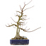 Acer buergerianum, 30,5 cm, ± 20 jaar oud, met een nebari van 9 cm