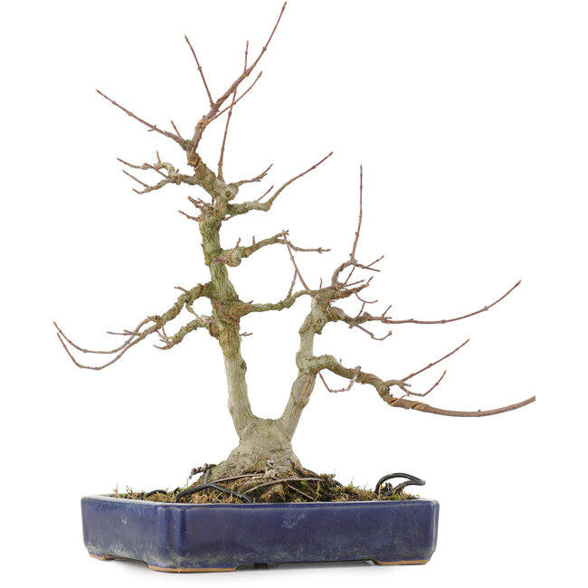 Acer buergerianum, 30,5 cm, ± 20 jaar oud, met een nebari van 9 cm