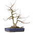 Acer buergerianum, 30,5 cm, ± 20 anni, con un nebari di 9 cm