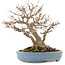 Acer buergerianum, 18,5 cm, ± 30 years old