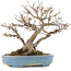 Acer buergerianum, 18,5 cm, ± 30 years old