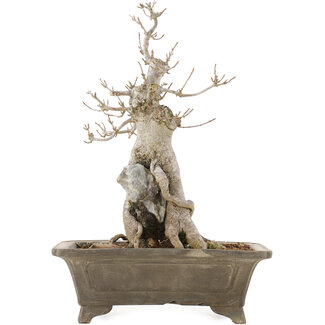 Acer buergerianum, 27,5 cm, ± 20 años