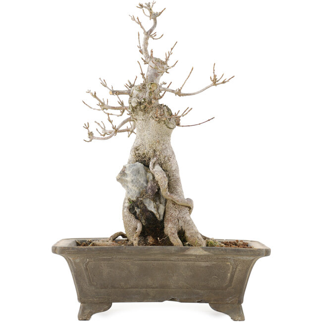 Acer buergerianum, 27,5 cm, ± 20 Jahre alt, in einem Topf mit mehreren Chips