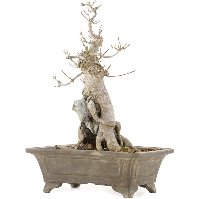 Acer buergerianum, 27,5 cm, ± 20 anni, in vaso con numerosi chip