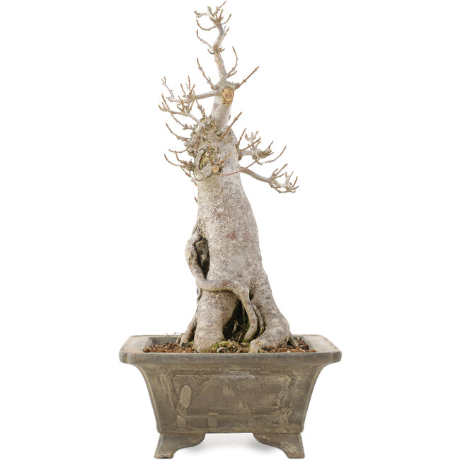 Acer buergerianum, 27,5 cm, ± 20 ans, en pot à multiples éclats