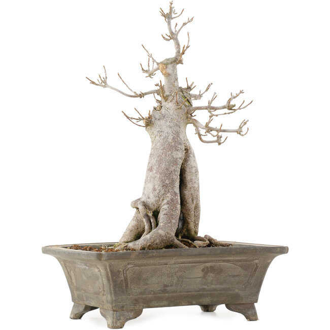 Acer buergerianum, 27,5 cm, ± 20 jaar oud, in pot met meerdere chips