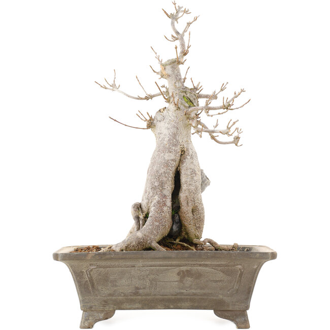 Acer buergerianum, 27,5 cm, ± 20 jaar oud, in pot met meerdere chips