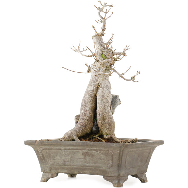 Acer buergerianum, 27,5 cm, ± 20 ans, en pot à multiples éclats