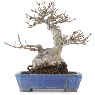 Acer buergerianum, 16 cm, ± 20 años
