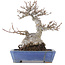 Acer buergerianum, 16 cm, ± 20 años