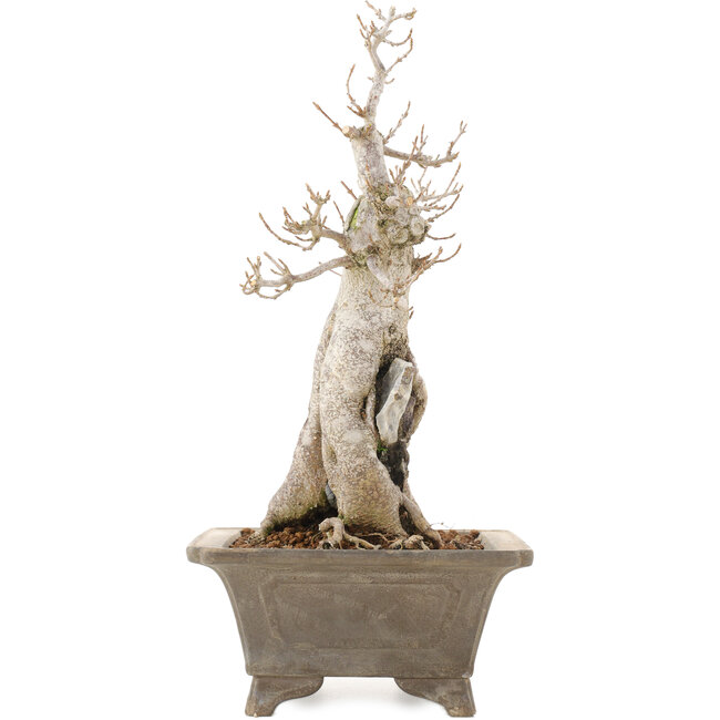 Acer buergerianum, 27,5 cm, ± 20 jaar oud, in pot met meerdere chips