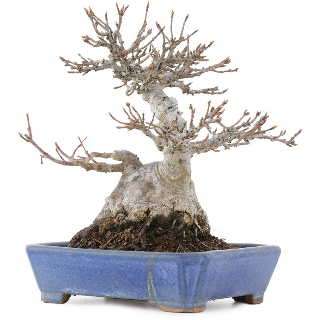 Acer buergerianum, 16 cm, ± 20 ans