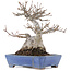 Acer buergerianum, 16 cm, ± 20 años