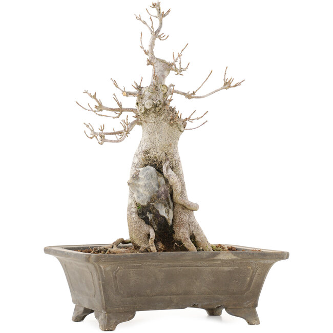 Acer buergerianum, 27,5 cm, ± 20 jaar oud, in pot met meerdere chips