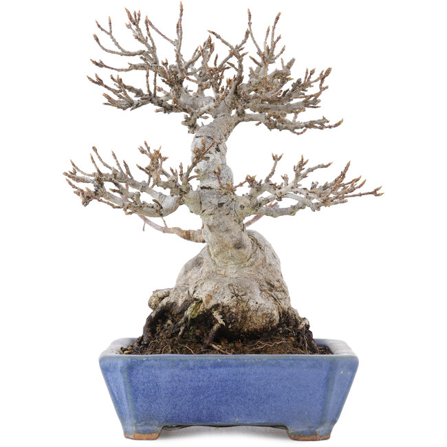 Acer buergerianum, 16 cm, ± 20 Jahre alt