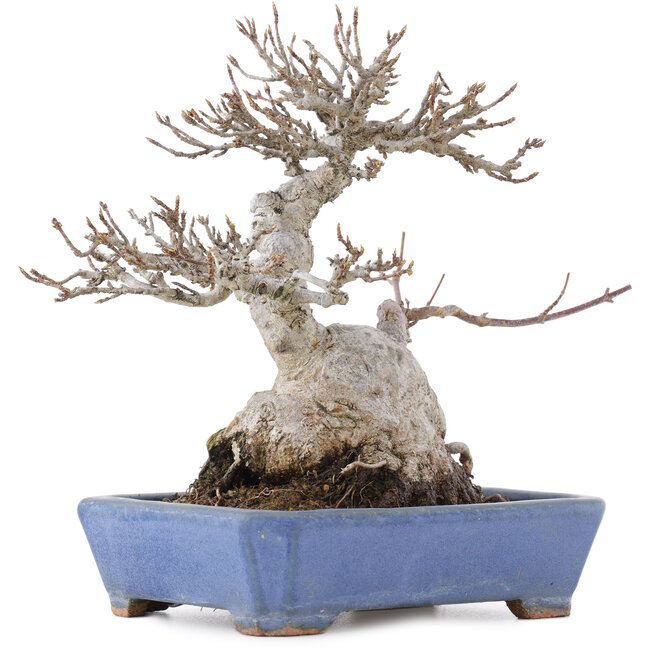 Acer buergerianum, 16 cm, ± 20 years old