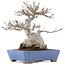Acer buergerianum, 16 cm, ± 20 años