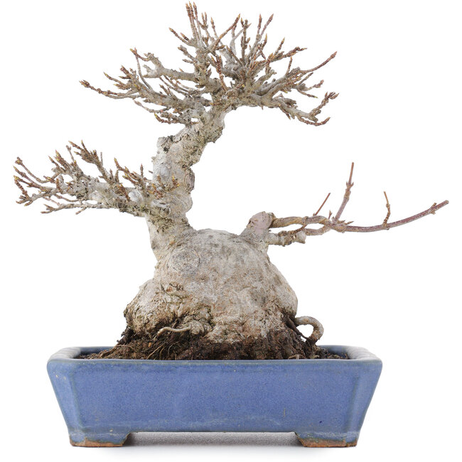 Acer buergerianum, 16 cm, ± 20 jaar oud