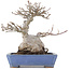 Acer buergerianum, 16 cm, ± 20 años