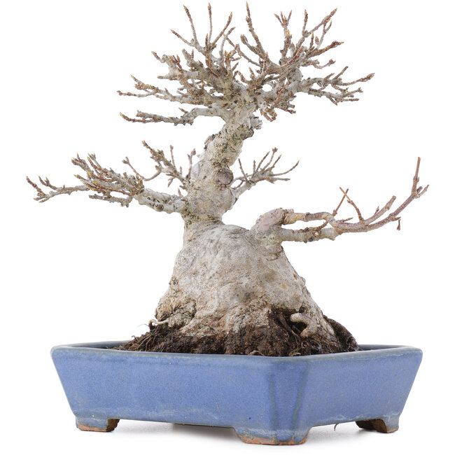 Acer buergerianum, 16 cm, ± 20 años