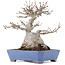 Acer buergerianum, 16 cm, ± 20 años