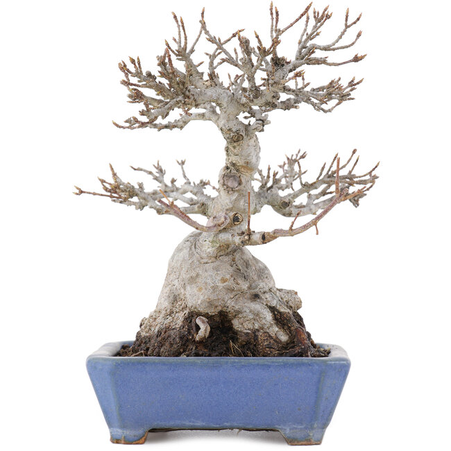 Acer buergerianum, 16 cm, ± 20 jaar oud